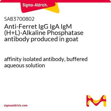 Anti-Ferret IgG IgA IgM (H+L)-Alkaline Phosphatase antibody produced in goat affinity isolated antibody, buffered aqueous solution