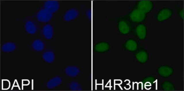 Anti-Histone H4R3me1 antibody produced in rabbit affinity isolated antibody