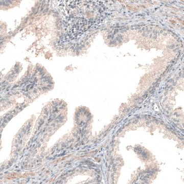 Anti-NPRL3 antibody produced in rabbit Prestige Antibodies&#174; Powered by Atlas Antibodies, affinity isolated antibody, buffered aqueous glycerol solution