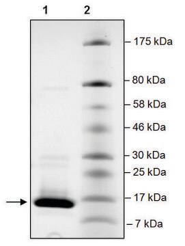 BRD2 (339-459) His tag human recombinant, expressed in E. coli, &#8805;90% (SDS-PAGE)