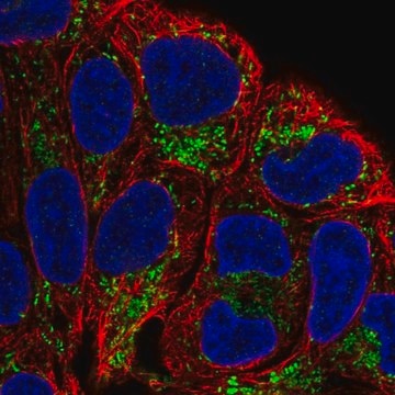 Anti-L2HGDH antibody produced in rabbit Prestige Antibodies&#174; Powered by Atlas Antibodies, affinity isolated antibody