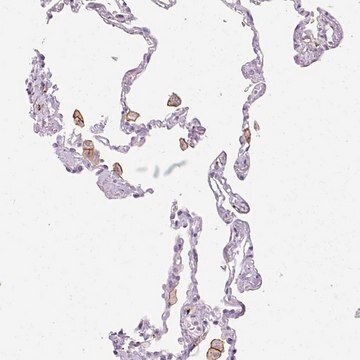 Anti-SIGLEC1 antibody produced in rabbit affinity isolated antibody, buffered aqueous glycerol solution