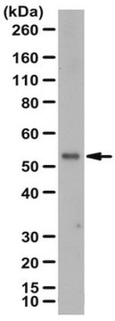 Anti-ZIP-8 Antibody from rabbit, purified by affinity chromatography