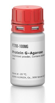 Protein&#160;G–Agarose lyophilized powder, Contains lactose stabilizers that must be removed prior to use.