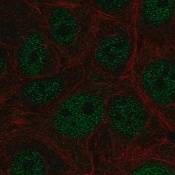 Anti-E4F1 antibody produced in rabbit Prestige Antibodies&#174; Powered by Atlas Antibodies, affinity isolated antibody