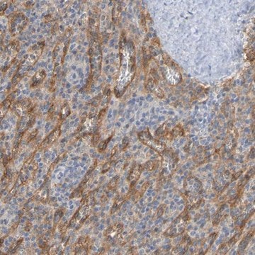 Anti-LILRB5 antibody produced in rabbit Prestige Antibodies&#174; Powered by Atlas Antibodies, affinity isolated antibody, buffered aqueous glycerol solution