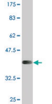 Monoclonal Anti-APOL6, (N-terminal) antibody produced in mouse clone 1F7, purified immunoglobulin, buffered aqueous solution