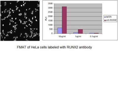 Anti-RUNX2 Antibody, clone AS110 clone AS110, from mouse