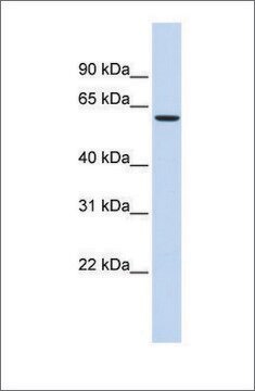 Anti-STXBP1 antibody produced in rabbit affinity isolated antibody