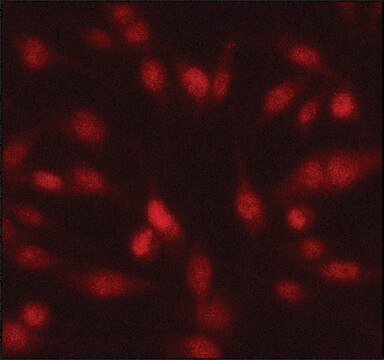 Anti-Twist1 antibody produced in rabbit ~1&#160;mg/mL, affinity isolated antibody, buffered aqueous solution