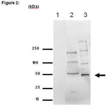 RIPAb+ EED - RIP Validated Antibody and Primer Set purified antibody, from mouse