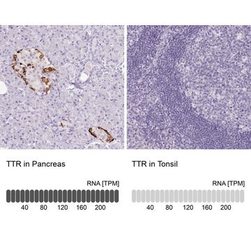 Monoclonal Anti-TTR antibody produced in mouse Prestige Antibodies&#174; Powered by Atlas Antibodies, clone CL0290, purified immunoglobulin, buffered aqueous glycerol solution