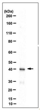 Anti-Thorase Antibody, clone 9G7.1 clone 9G7.1, from mouse