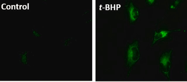 BioTracker&#8482; Mitochondrial Lipid Peroxide Live Cell Ferroptosis Indicator