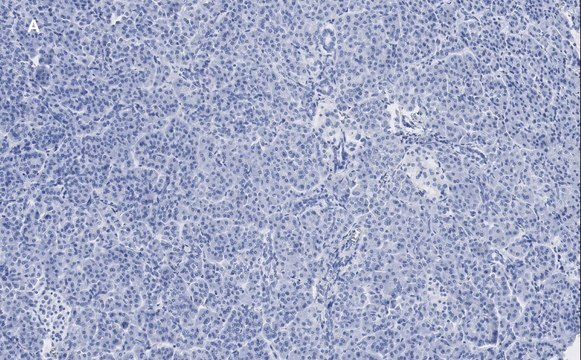 Anti-Pancreatic Polypeptide Antibody, clone 3H5, ZooMAb&#174; Rabbit Monoclonal recombinant, expressed in HEK 293 cells