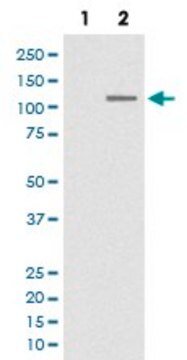 Monoclonal Anti-SIRT1 (phospho S47) antibody produced in rabbit clone FDA-19