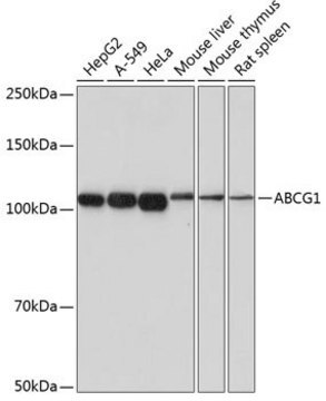 Anti-ABCG1 antibody produced in rabbit