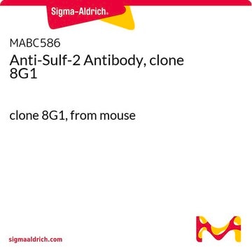 Anti-Sulf-2 Antibody, clone 8G1 clone 8G1, from mouse