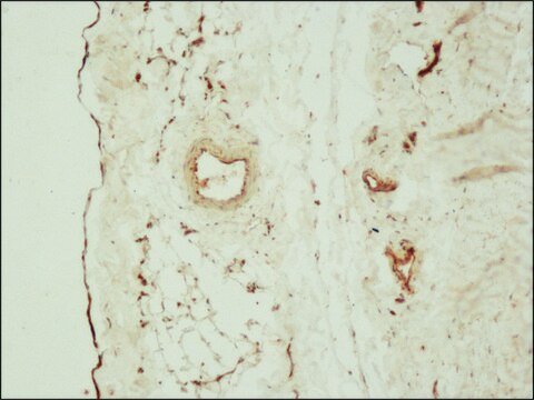 Anti-Claudin-5 antibody produced in rabbit ~1.0&#160;mg/mL, affinity isolated antibody