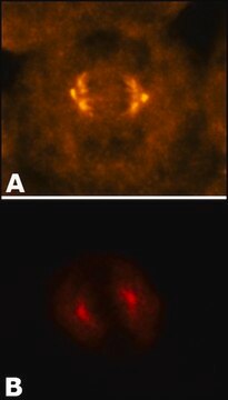 Anti-&#947;-Tubulin (AK-15) antibody produced in rabbit IgG fraction of antiserum, buffered aqueous solution