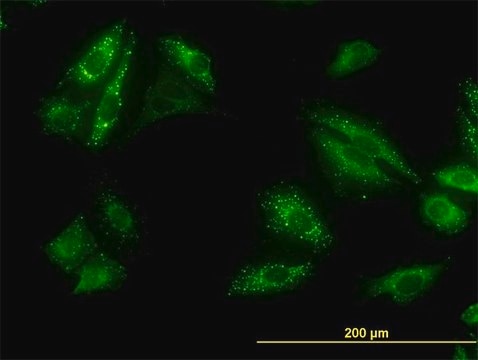 Monoclonal Anti-SQSTM1 antibody produced in mouse clone 2C11, purified immunoglobulin, buffered aqueous solution