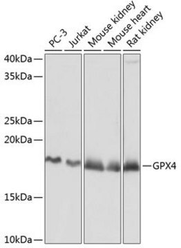 Anti-GPX4 antibody produced in rabbit