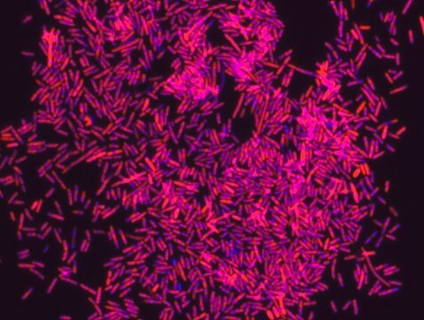 Eubacteria FISH probe - Cy3 Probe for fluorescence in situ hybridization (FISH)