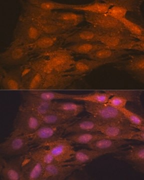 Anti-ISG15 antibody produced in rabbit