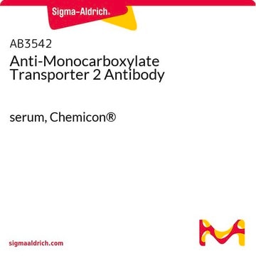 Anti-Monocarboxylate Transporter 2 Antibody serum, Chemicon&#174;