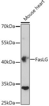 Anti-FasLG antibody produced in rabbit