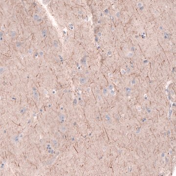 Anti-PTPRK antibody produced in rabbit Prestige Antibodies&#174; Powered by Atlas Antibodies, affinity isolated antibody, buffered aqueous glycerol solution