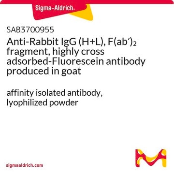 Anti-Rabbit IgG (H+L), F(ab&#8242;)2 fragment, highly cross adsorbed-Fluorescein antibody produced in goat affinity isolated antibody, lyophilized powder