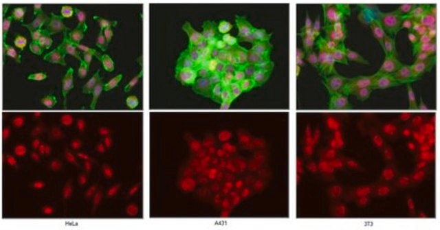 Anti-UTX Antibody from rabbit, purified by affinity chromatography