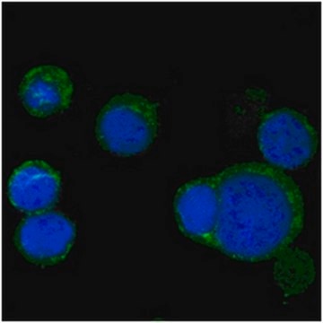 Anti-Wnt-5a Antibody, clone 6F2 ascites fluid, clone 6F2, from mouse