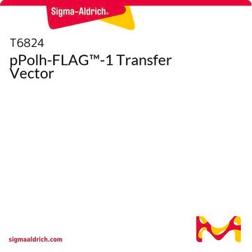 pPolh-FLAG&#8482;-1 Transfer Vector