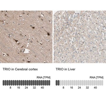 Anti-TRIO antibody produced in rabbit Prestige Antibodies&#174; Powered by Atlas Antibodies, affinity isolated antibody, buffered aqueous glycerol solution