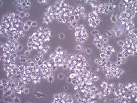 HMC-1.2 Human Mast Cell Line HMC-1.2 human mast cell line is a variant subline of the HMC-1 cell line and possesses both the V560G and D816V KIT mutations.