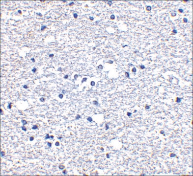 Anti-PD-1 (ab2) antibody produced in rabbit affinity isolated antibody, buffered aqueous solution