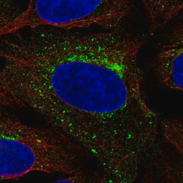 Anti-SCAMP3 antibody produced in rabbit Prestige Antibodies&#174; Powered by Atlas Antibodies, affinity isolated antibody