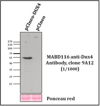 Anti-Dux4 Antibody, clone 9A12 clone 9A12, from mouse