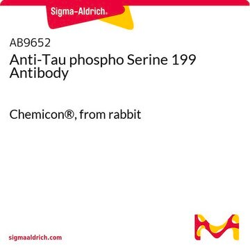 Anti-Tau phospho Serine 199 Antibody Chemicon&#174;, from rabbit