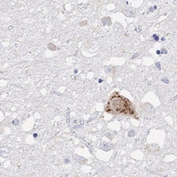 Anti-HCRT antibody produced in rabbit Prestige Antibodies&#174; Powered by Atlas Antibodies, affinity isolated antibody, buffered aqueous glycerol solution