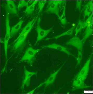 Anti-Vinculin&#8722;FITC antibody, Mouse monoclonal clone hVIN-1, purified from hybridoma cell culture