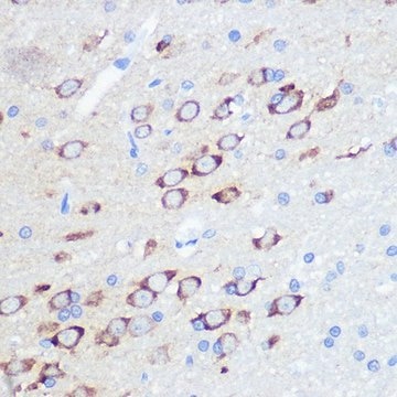 Anti-GluR2/GRIA2 antibody produced in rabbit