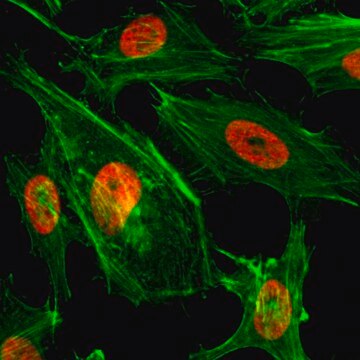 Anti-Dimethyl-Histone H3 (Lys4) antibody, Rabbit monoclonal recombinant, expressed in HEK 293 cells, clone RM135, purified immunoglobulin