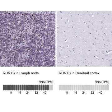 Anti-RUNX3 antibody produced in rabbit Prestige Antibodies&#174; Powered by Atlas Antibodies, affinity isolated antibody, buffered aqueous glycerol solution