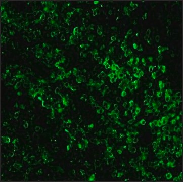 Anti-Rabbit IgG (whole molecule)–Biotin antibody produced in goat affinity isolated antibody, buffered aqueous solution