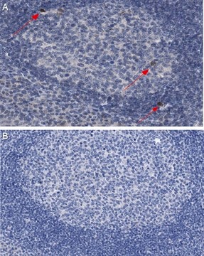 Anti-IL-4 Antibody, clone 2D7.14.8