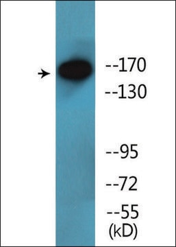 Anti-phospho-NFAT5/TonEBP (pSer155) antibody produced in rabbit affinity isolated antibody