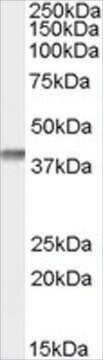 Anti-SFRP2 antibody produced in goat affinity isolated antibody, buffered aqueous solution